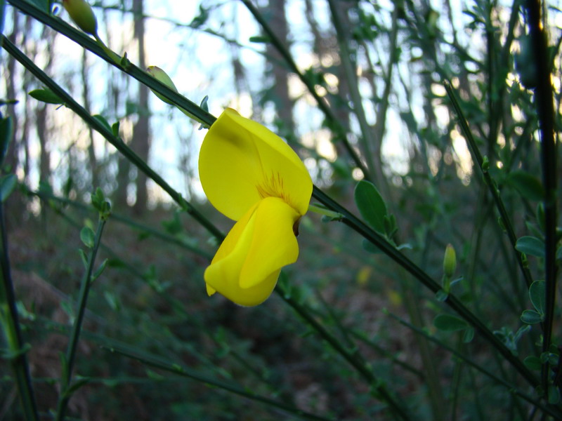 Cytisus scoparius